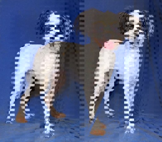 Vanilla 2