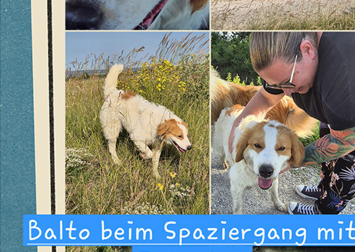 Balto7