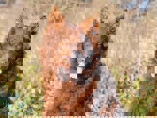 Lobo 2