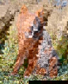 Lobo 2