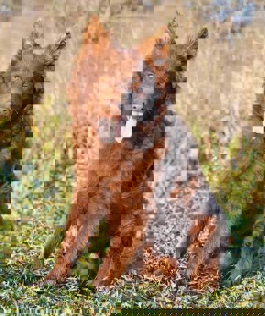 Lobo 2