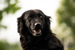 Percy 2 (2)