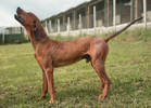 Pablo 2 (2)