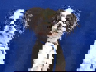 Vanilla 1