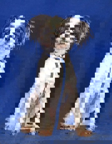 Vanilla 1