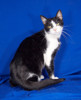 Oliver 2