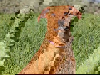 Lelli 1