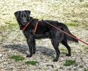 Morris 2 (5)