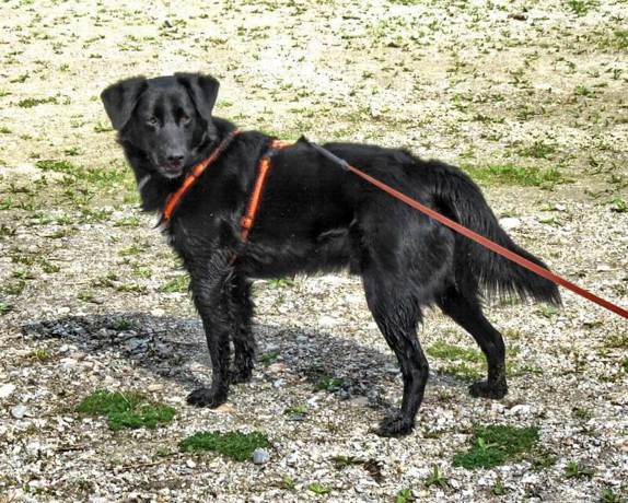 Morris 2 (5)