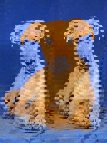 Nala 3 (1)