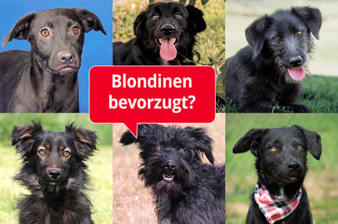 Aca Teaser Black Diamonds 2026 (1)