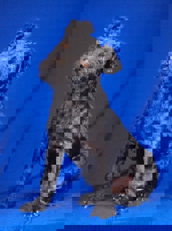 Dino 4 (1)