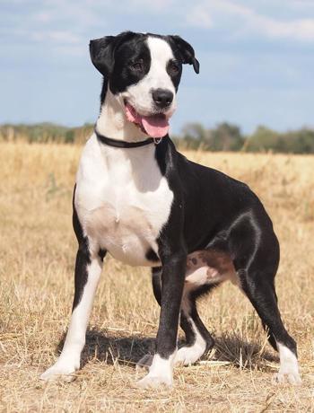 Hector 1 (1)