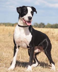 Hector 1 (1)