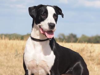Hector 1 (1)