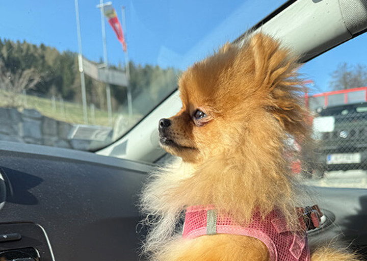 Peanut4