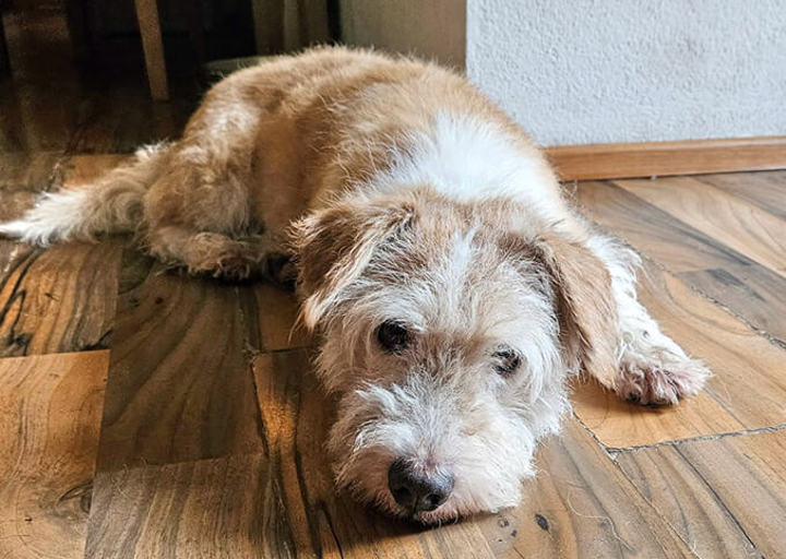 Toto1