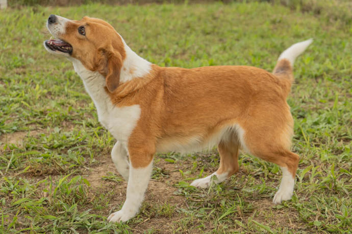 Sia 4