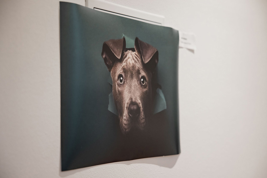 Charitydogphotoaward IMG 9701