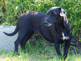 Negra 1