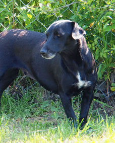 Negra 1