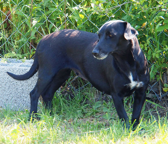 Negra 1