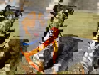 Bob1 1
