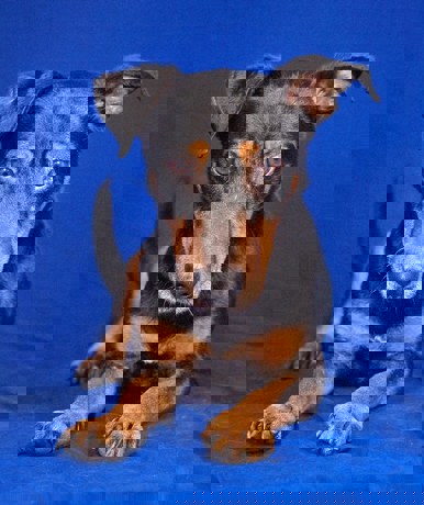 Elliot 4