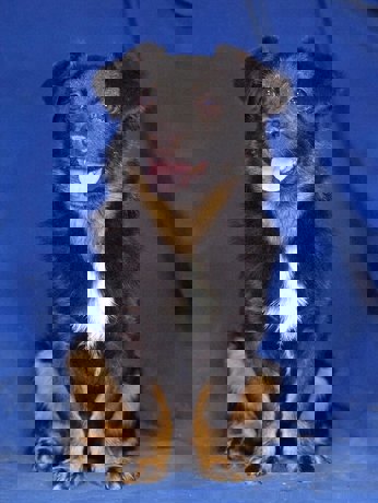 Topi 1