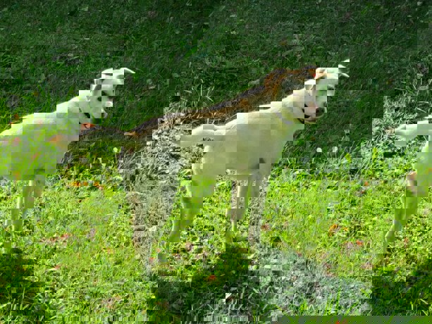 Bonnie 5