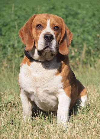 Kiko 3