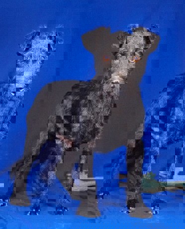 Dino 3 (1)