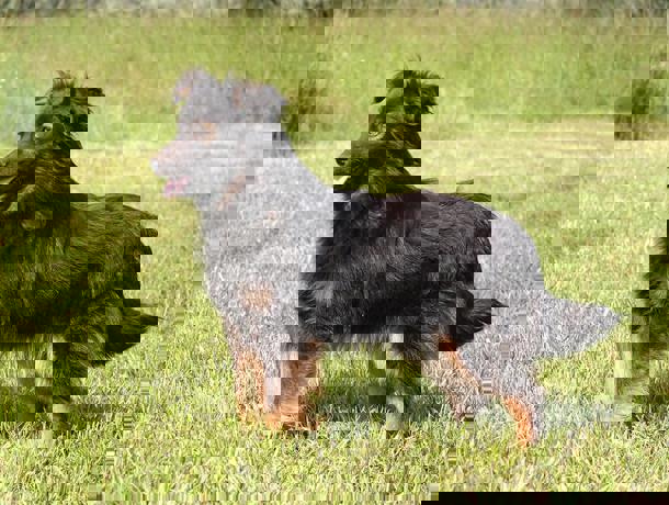 Bobek 2