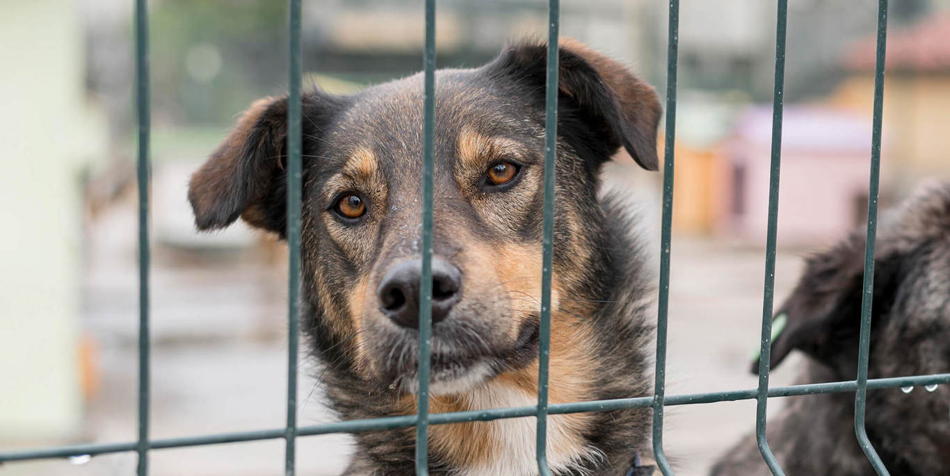 Adoption Header Dog Being Curious Fence Shelter