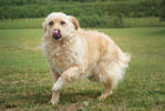 Vito 3 (1)
