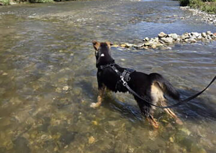 Nala2