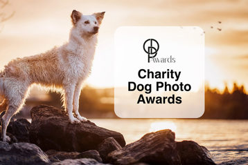 Charity Dog Photo Award Teaser