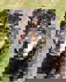 Susi 1 (1)