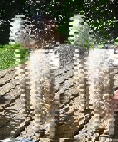 Nicholas 8
