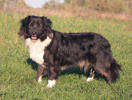 Harry 2 (1)