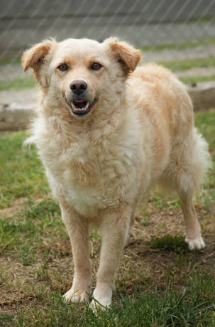 Vito 6