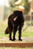 Percy 3 (1)