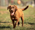 Morris 3 (5)