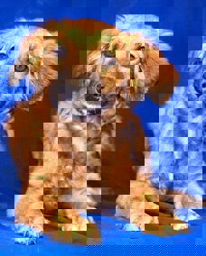 Nelson 1