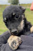 Gerda 2 (1)