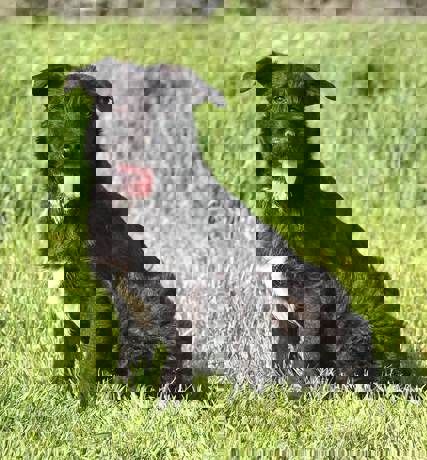 Pepe 3 (1)