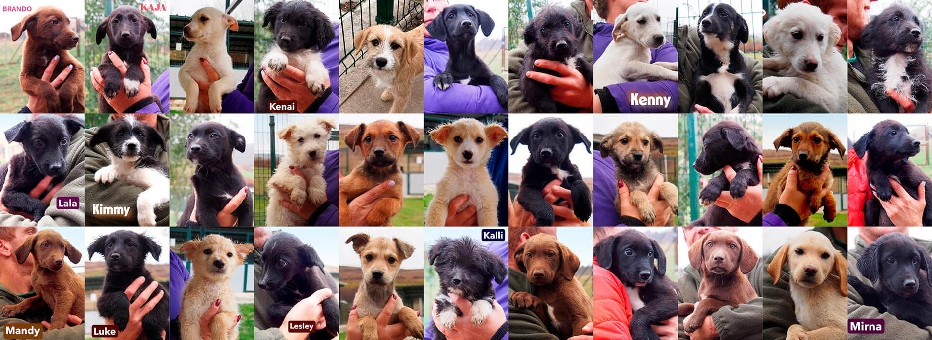 Aca Welpen 2025 Header