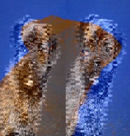 Gerry 4