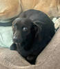 Abby 3 (1)