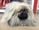 Wookie 3